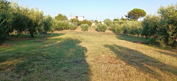 terreno agricolo in vendita a Velletri