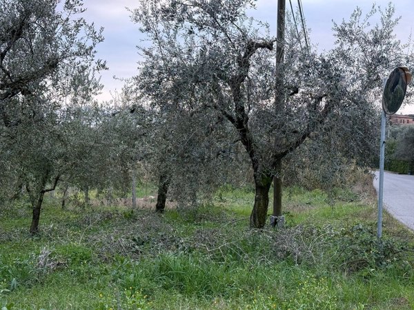 terreno agricolo in vendita a Velletri