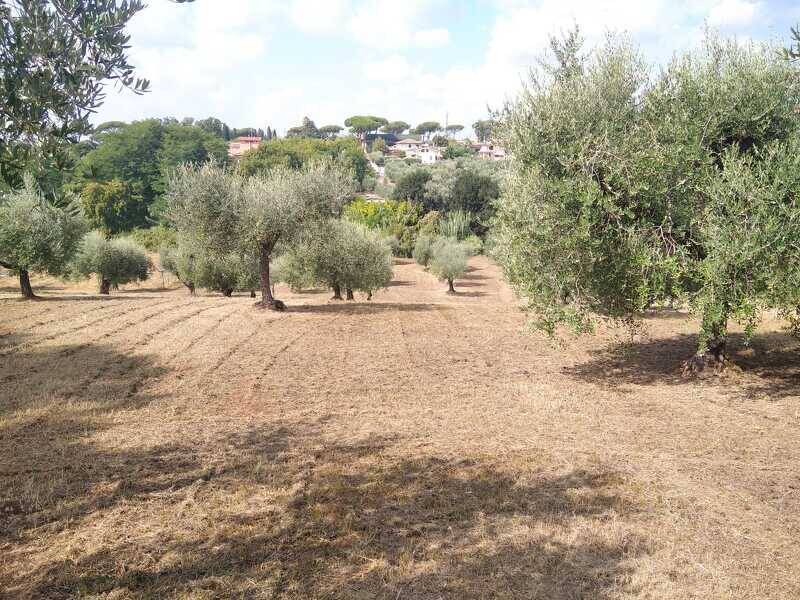 terreno agricolo in vendita a Velletri