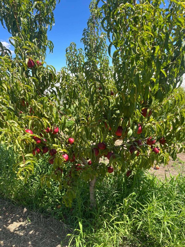 casa semindipendente in vendita a Velletri