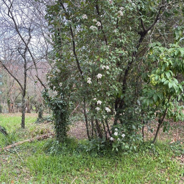 terreno agricolo in vendita a Velletri