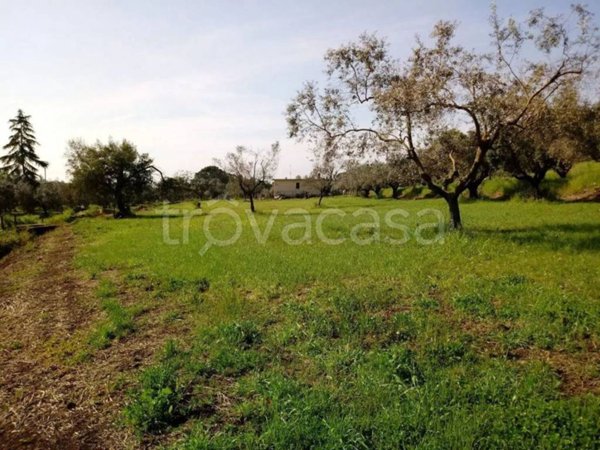 terreno agricolo in vendita a Velletri