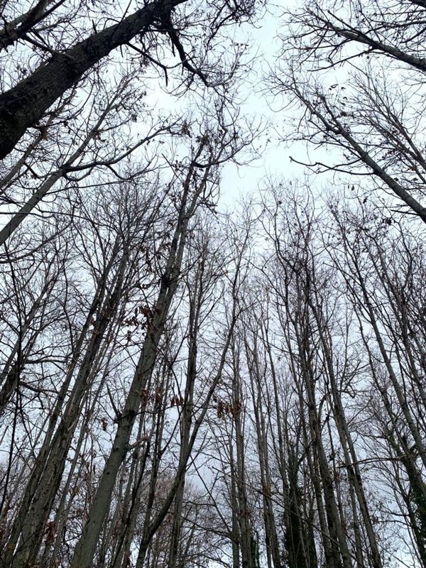 terreno agricolo in vendita a Velletri
