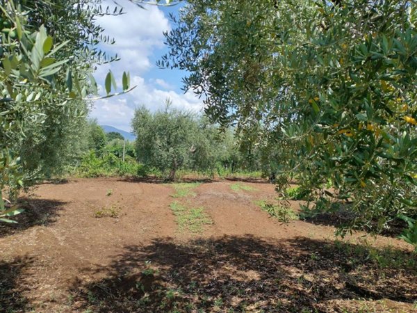 terreno agricolo in vendita a Velletri