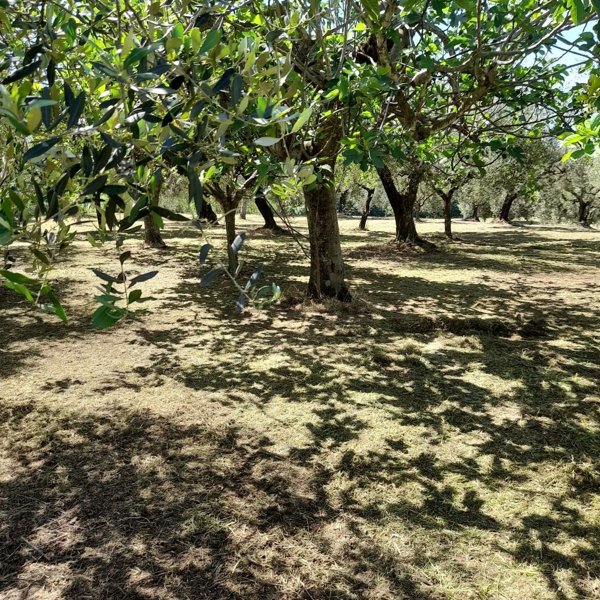 terreno agricolo in vendita a Velletri