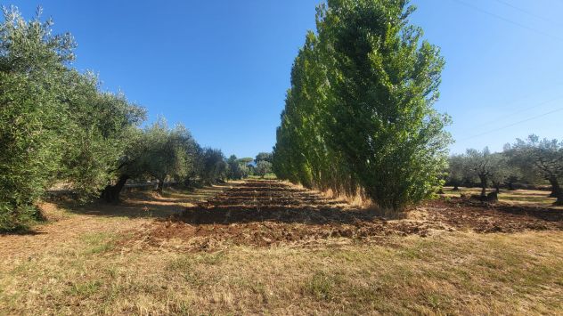 terreno agricolo in vendita a Velletri