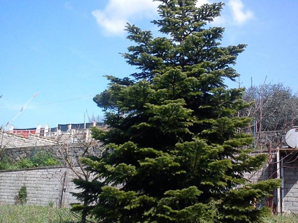 terreno agricolo in vendita a Zagarolo in zona Valle Martella