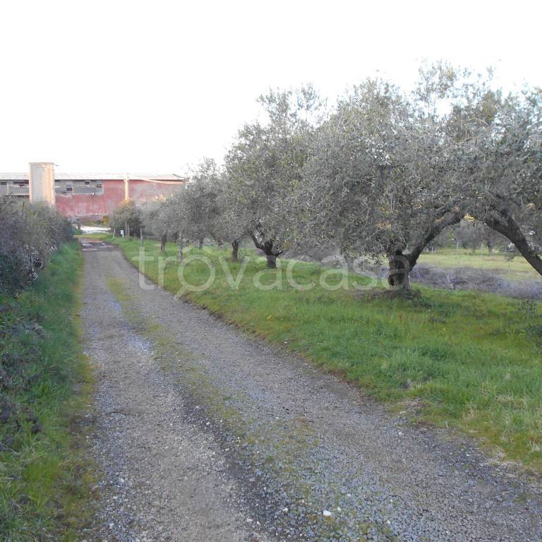 terreno agricolo in vendita a Zagarolo