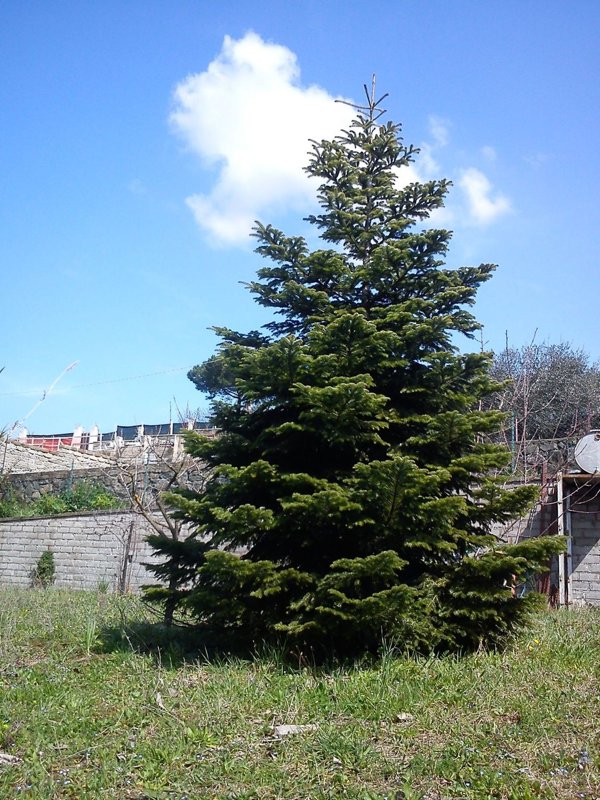 casa indipendente in vendita a Zagarolo in zona Valle Martella
