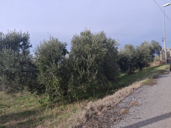 terreno agricolo in vendita a Zagarolo