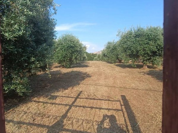 terreno agricolo in vendita a Lariano