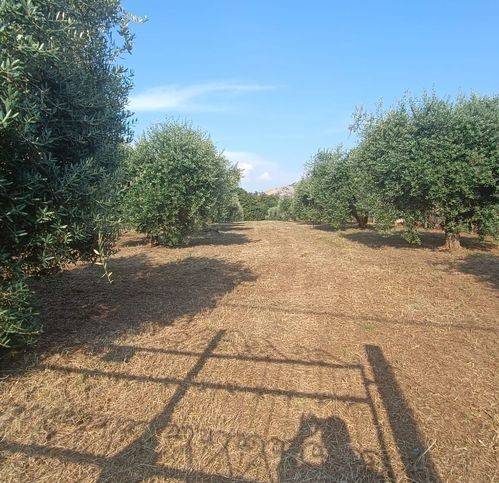 terreno agricolo in vendita a Lariano