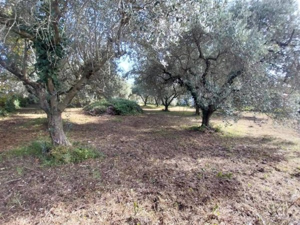 terreno agricolo in vendita a Lariano