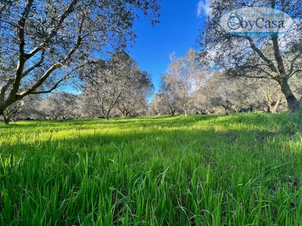 terreno agricolo in vendita a Ladispoli in zona Monteroni