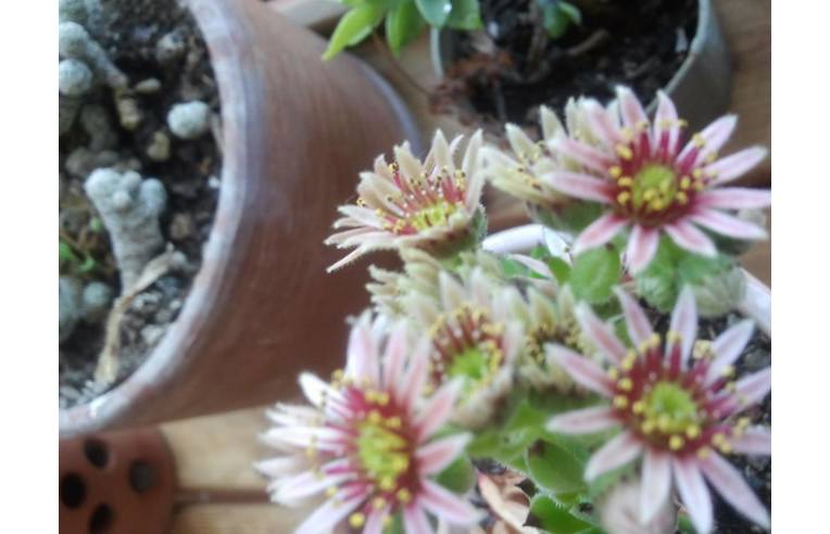 appartamento in vendita a Ladispoli