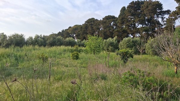 terreno agricolo in vendita a Ladispoli in zona Monteroni
