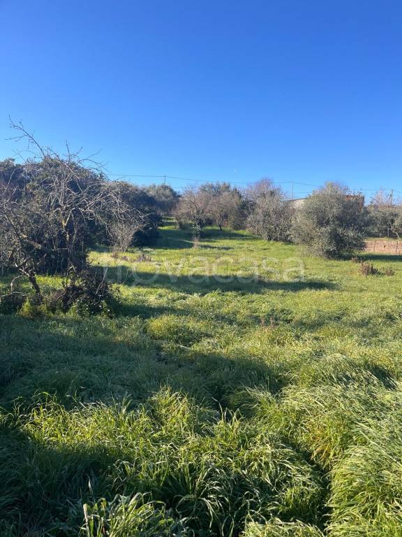 terreno agricolo in vendita ad Ardea in zona Castagnola