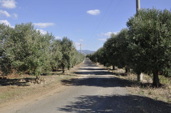azienda agricola in vendita ad Ardea