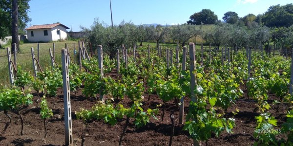 terreno agricolo in vendita ad Ardea