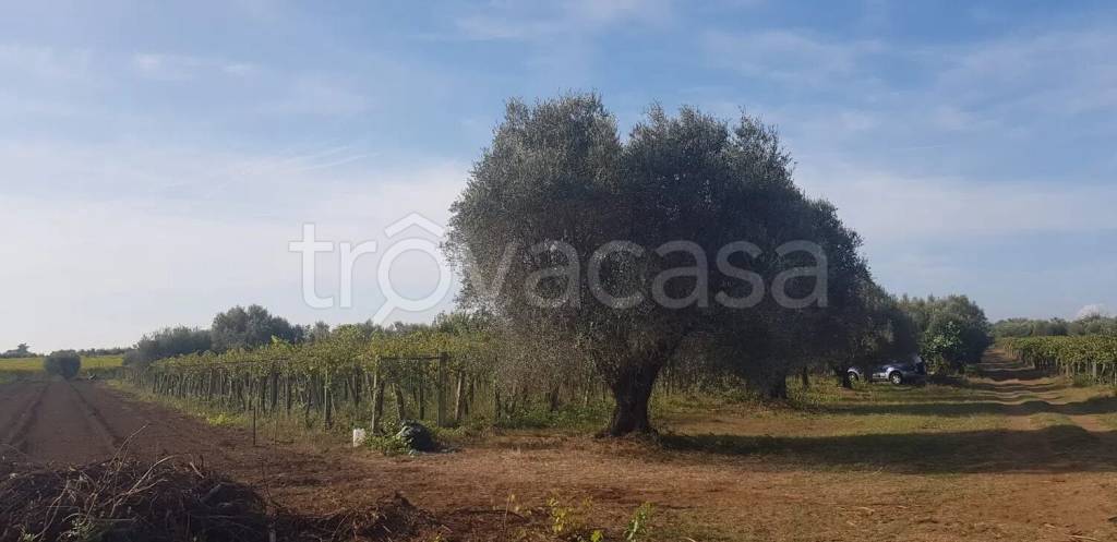 terreno agricolo in vendita a Ciampino