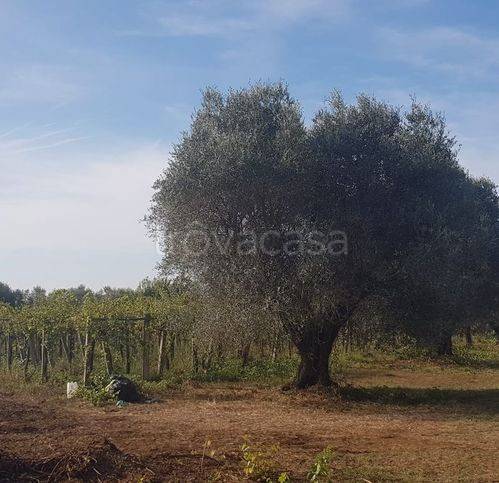 terreno agricolo in vendita a Ciampino