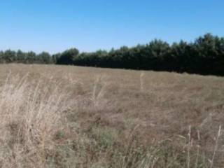 terreno agricolo in vendita a Ciampino