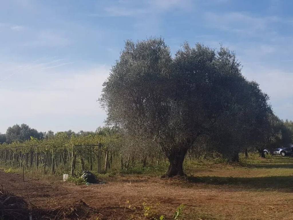 locale di sgombero in vendita a Ciampino