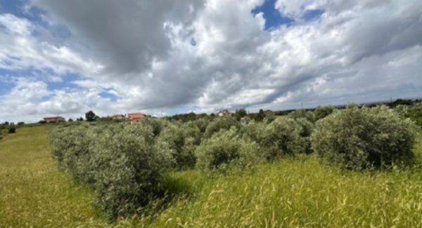 terreno agricolo in vendita a Ciampino