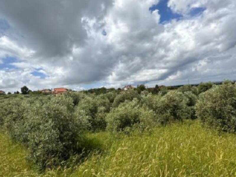 terreno agricolo in vendita a Ciampino