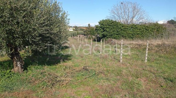 terreno agricolo in vendita a Ciampino