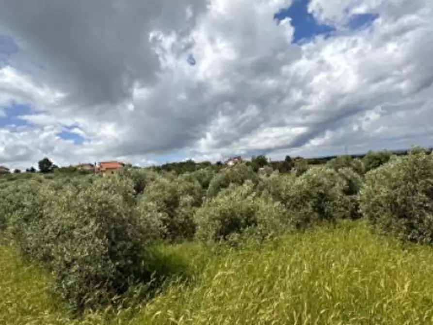 terreno agricolo in vendita a Ciampino