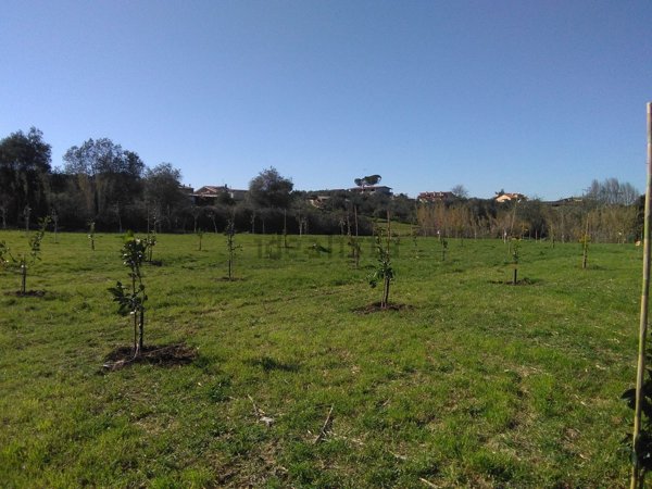 terreno agricolo in vendita a Ciampino in zona Acqua Sotterra