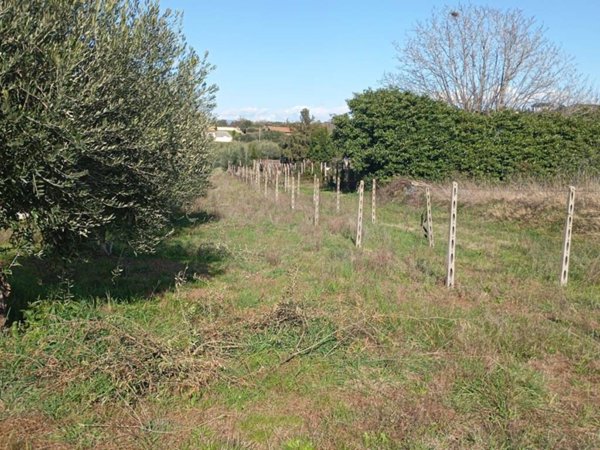 terreno agricolo in vendita a Ciampino