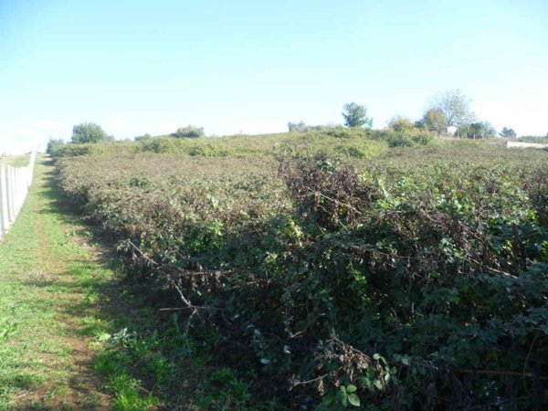 terreno agricolo in vendita a San Cesareo