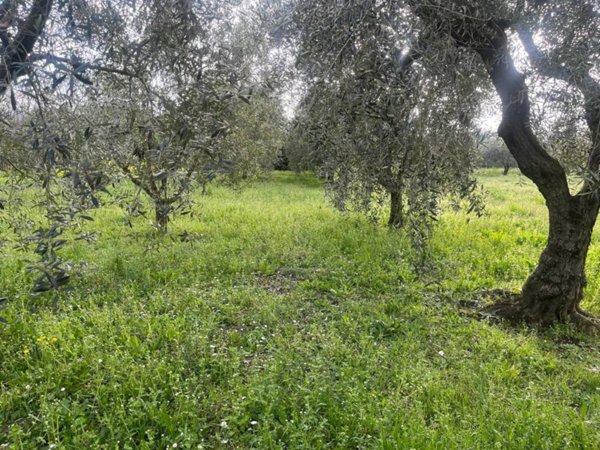 terreno agricolo in vendita a San Cesareo