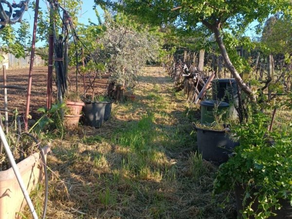 terreno agricolo in vendita a San Cesareo