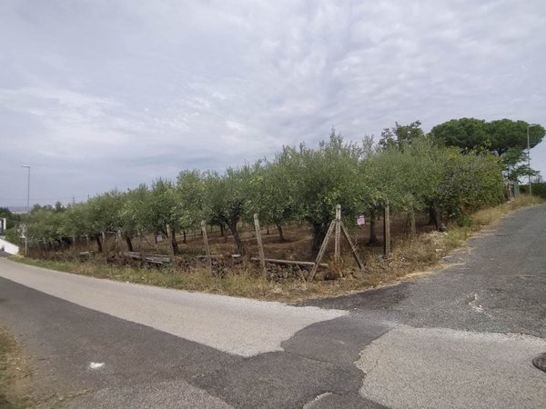terreno agricolo in vendita a San Cesareo
