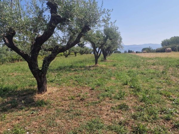 terreno agricolo in vendita a San Cesareo