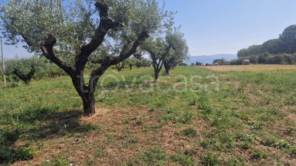 terreno agricolo in vendita a San Cesareo