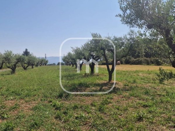 terreno in vendita a San Cesareo in zona Campo Gillaro