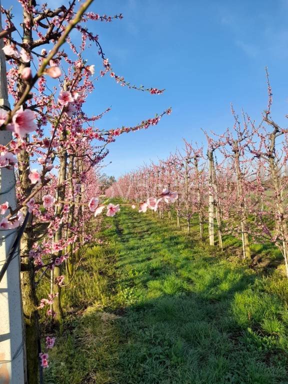 terreno agricolo in vendita a San Cesareo