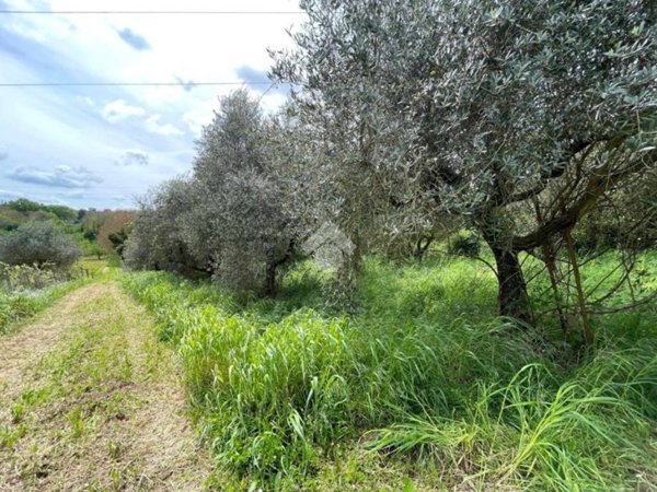 terreno agricolo in vendita a San Cesareo