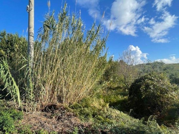 terreno agricolo in vendita a San Cesareo
