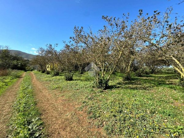 terreno agricolo in vendita a San Cesareo