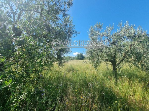 terreno agricolo in vendita a San Cesareo