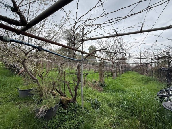 terreno agricolo in vendita a San Cesareo