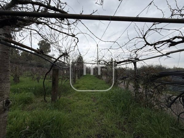 terreno agricolo in vendita a San Cesareo