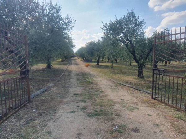 terreno agricolo in vendita a San Cesareo