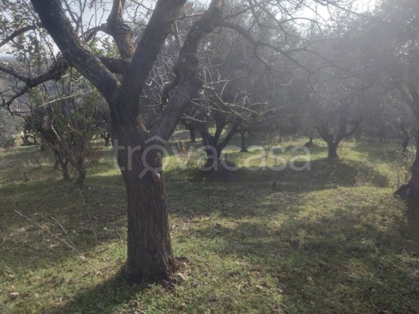 terreno agricolo in vendita a Fiumicino in zona Tragliata