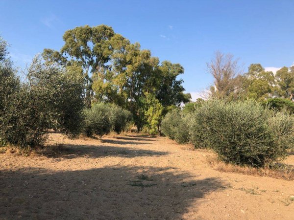 terreno agricolo in vendita a Fiumicino in zona Maccarese